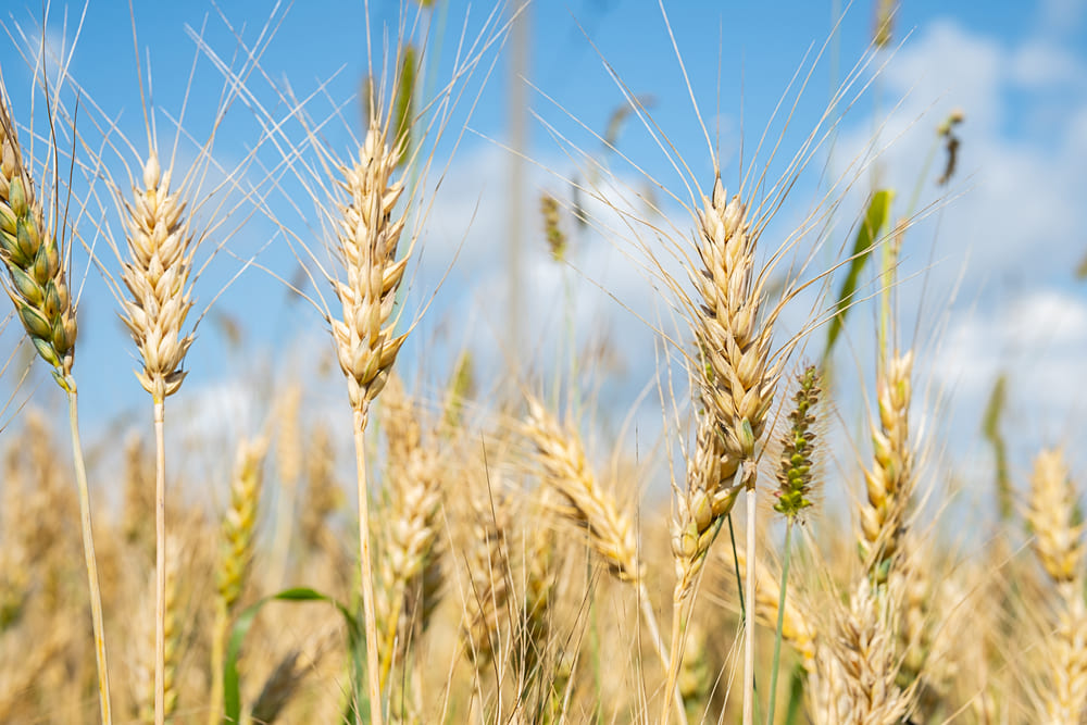 Kłosy pszenicy, z której produkowana jest kasza manna, niezalecana dla osób cierpiących na alergię na gluten.