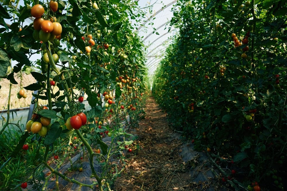 Uprawa pomidorów na plantacji, zarówno w gruncie, jak i w tunelach foliowych, dla uzyskania najwyższej jakości warzyw.