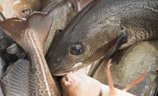 Dorsz w FitApetit to lekka ryba o delikatnym smaku i niskiej zawartości tłuszczu. Dostarcza cennych kwasów omega-3 i białka. Idealny wybór do lekkich, wyważonych posiłków.