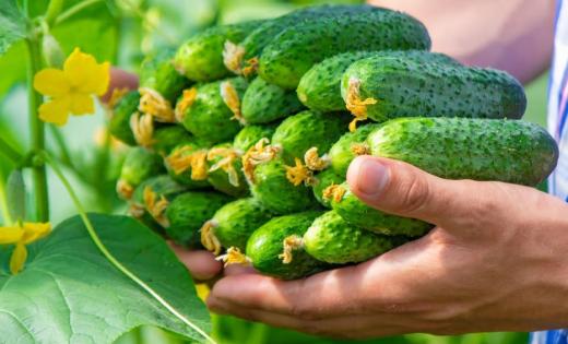 Ogórek zielony w FitApetit zapewnia orzeźwiający element w codziennych daniach. Dodaje chrupiącej struktury i witamin. Pomaga utrzymać lekkość diety pudełkowej.