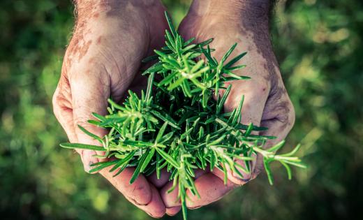 Rozmaryn w FitApetit dodaje wyrazistego, ziołowego aromatu. Wspiera procesy trawienne, nie obciążając organizmu. Idealny w daniach mięsnych i warzywnych.